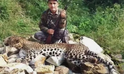 Pauri में गजेल गांव में आतंक मचाने वाले आदमखोर तेंदुए को मार गिराया गया Pauri में गजेल गांव में आतंक मचाने वाले आदमखोर तेंदुए को मार गिराया गया