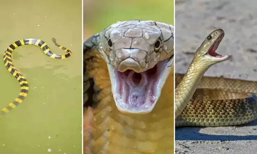 Odisha: गलत सांप पहचान से बढ़ रहा मौत का खतरा