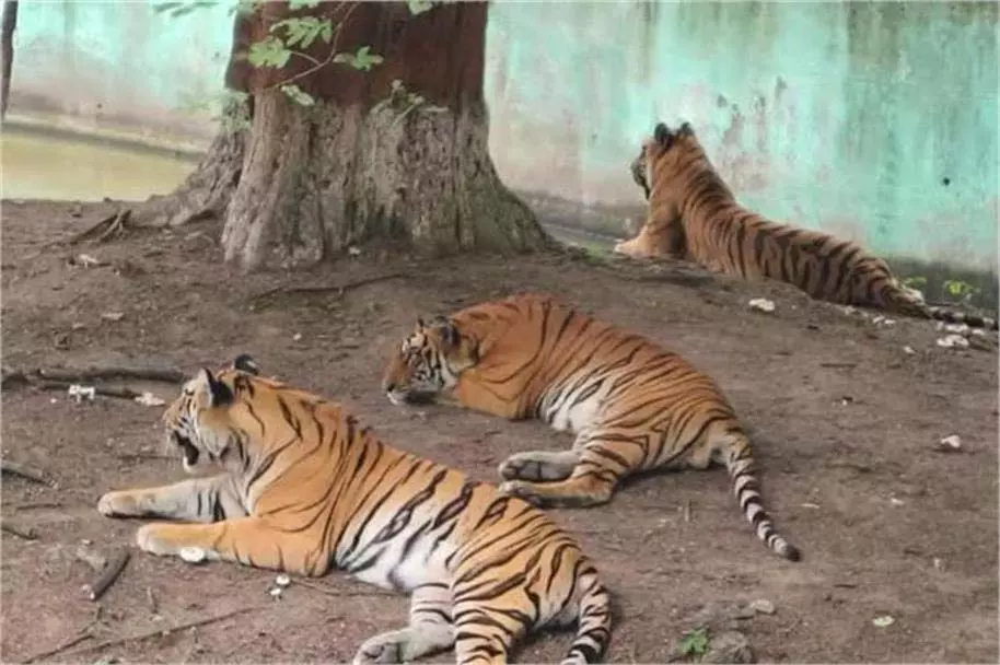 Jharkhand: 15 दिसंबर से बाघों और वन्यजीवों की गणना शुरू Jharkhand: 15 दिसंबर से बाघों और वन्यजीवों की गणना शुरू