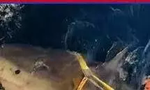 Great White Shark: समंदर में सैकड़ों फीट नीचे मिला सबसे बड़ा सफेद दैत्य,क्या बोले साइंटिस्ट्स Great White Shark: समंदर में सैकड़ों फीट नीचे मिला सबसे बड़ा सफेद दैत्य,क्या बोले साइंटिस्ट्स