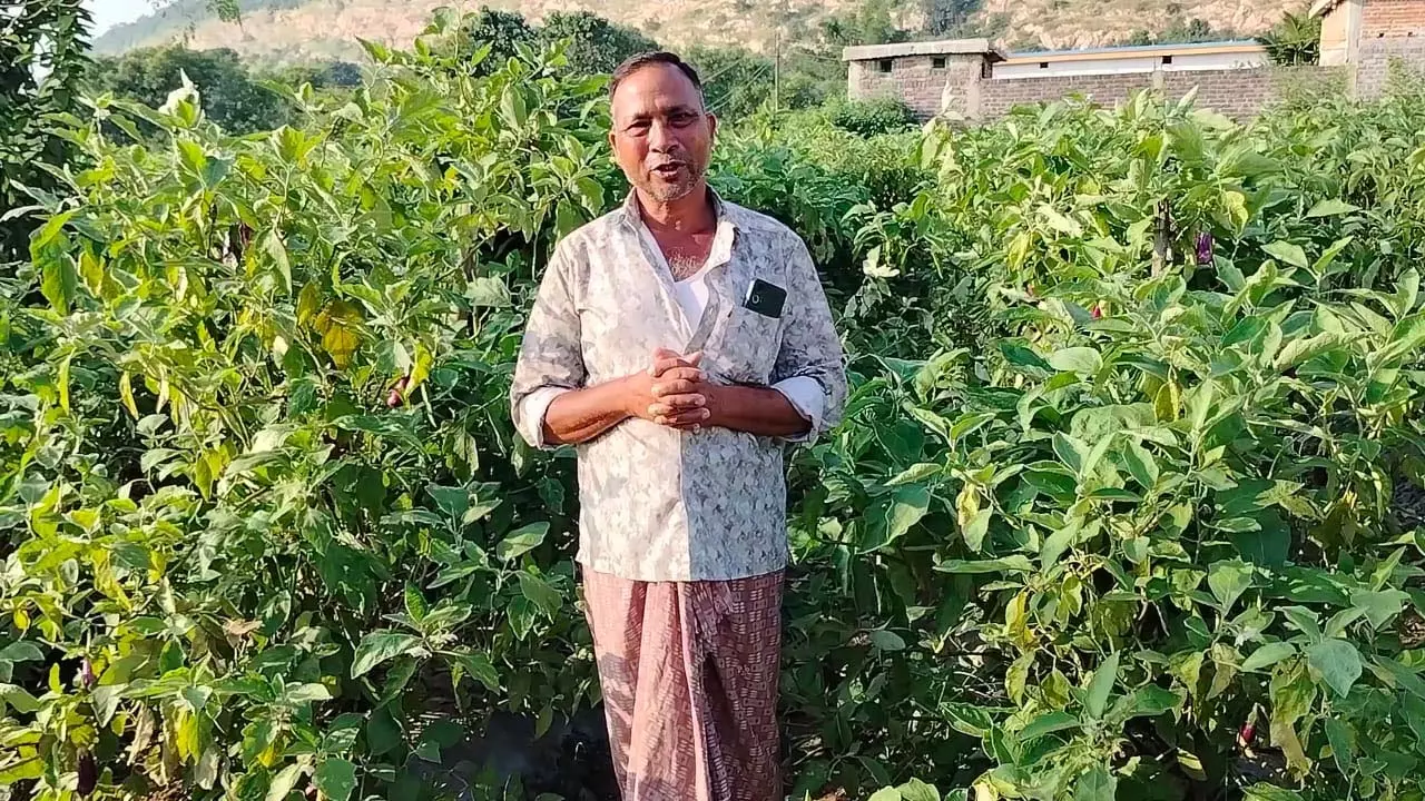 ग्राफ्टेड बैंगन से बदली खेती की तस्वीर- खरसिया के किसान मुरलीधर साहू ने ग्राफ्टेड बैंगन से बदली खेती की तस्वीर- खरसिया के किसान मुरलीधर साहू ने