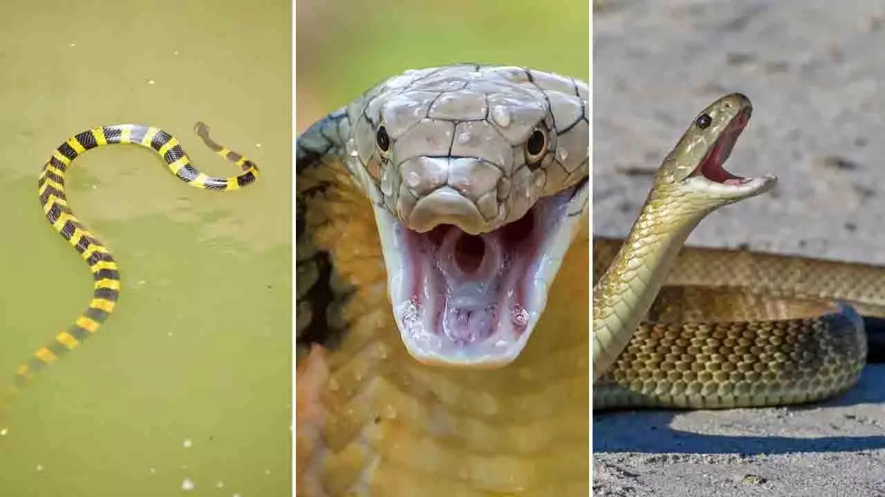 Odisha: गलत सांप पहचान से बढ़ रहा मौत का खतरा Odisha: गलत सांप पहचान से बढ़ रहा मौत का खतरा