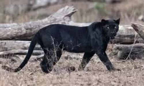 Rajasthan:  पैंथर के हमले में 7 साल के मासूम की दर्दनाक मौत
