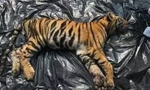 MP News: टाइगर रिजर्व में दो बाघ शावकों की मौत, इलाके में खौफ