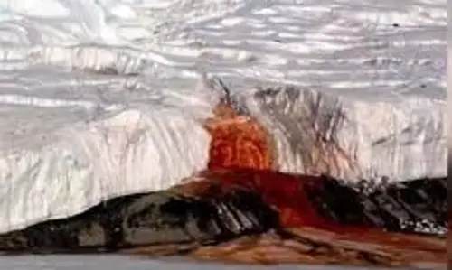 Science: वैज्ञानिकों ने अंटार्कटिका में फाड़ा बर्फीले कीड़े का पेट