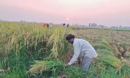 ‘मेरा पानी मेरी विरासत’ स्कीम Haryana के किसानों का सपोर्ट पाने में फेल क्यों रही ‘मेरा पानी मेरी विरासत’ स्कीम Haryana के किसानों का सपोर्ट पाने में फेल क्यों रही