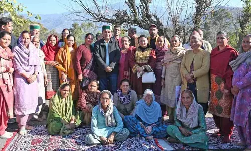 Mandi में 18 हेक्टेयर में 12,500 जापानी पौधे लगाए जाएंगे