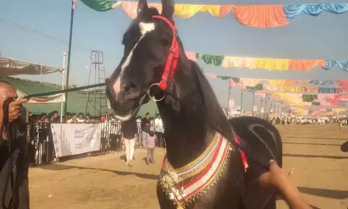 Sarangkheda के चेतक फेस्टिवल में ₹15 करोड़ का घोड़ा ब्रम्हास बना स्टार अट्रैक्शन
