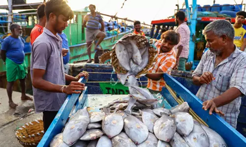 भारत के समुद्री उत्पादों का निर्यात अप्रैल से अक्टूबर में 14 प्रतिशत बढ़ा, अमेरिका में झींगे के निर्यात को मिली मजबूती