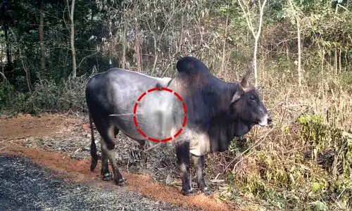 Odisha के एक आदमी ने बैल पर तीर से हमला किया Odisha के एक आदमी ने बैल पर तीर से हमला किया