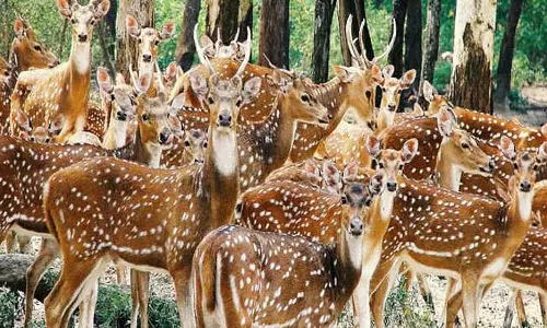 Maithon में अब पर्यटक नहीं देख पाएंगे हिरण Maithon में अब पर्यटक नहीं देख पाएंगे हिरण