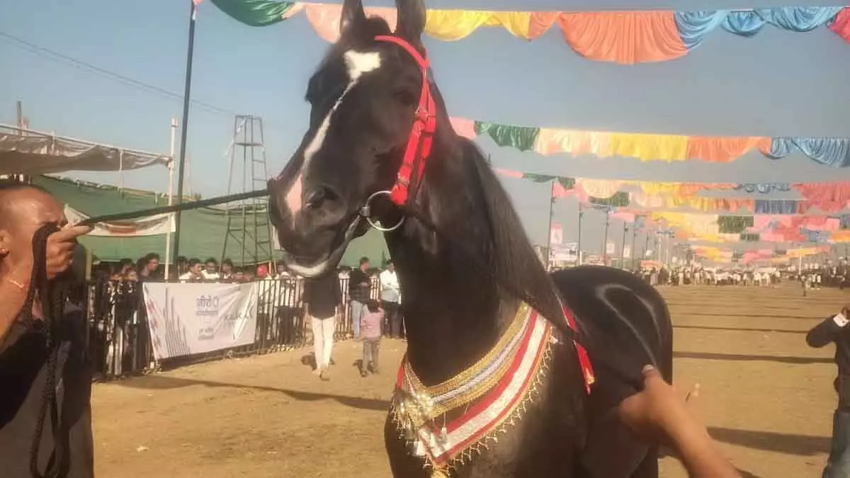 Sarangkheda के चेतक फेस्टिवल में ₹15 करोड़ का घोड़ा ब्रम्हास बना स्टार अट्रैक्शन Sarangkheda के चेतक फेस्टिवल में ₹15 करोड़ का घोड़ा ब्रम्हास बना स्टार अट्रैक्शन