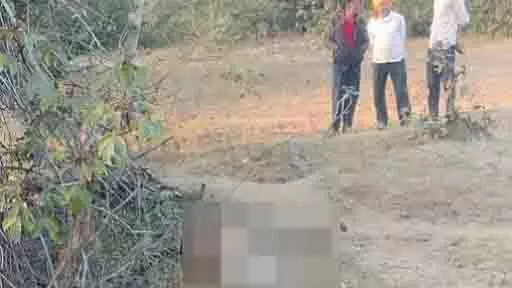 Balaghat जंगल में बाघिन मृत मिली, मंदिर के पास शव देखा गया Balaghat जंगल में बाघिन मृत मिली, मंदिर के पास शव देखा गया
