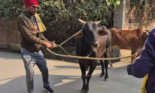आक्रामक मवेशी ने सुन्दर नगर में मचाया उत्पात, निगम ने की धरपकड़ की कार्रवाई
