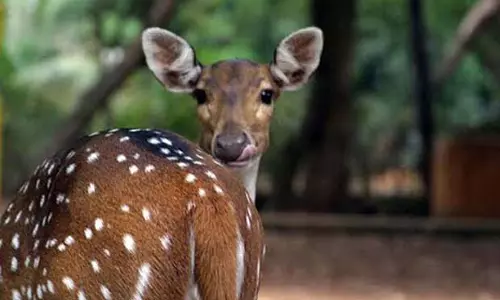 Kelambakkam-Vandalur रोड पर तेज़ रफ़्तार कार ने चित्तीदार हिरण को मार डाला