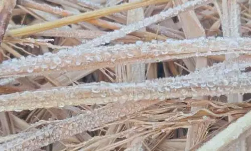 फ्रॉस्ट ने Daringbadi के तापमान डेटा पर संदेह जताया