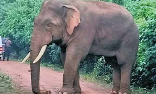 सबसे पुराने हाथी Ramu के अवशेषों को वैज्ञानिक संरक्षण के लिए आज निकाला जाएगा सबसे पुराने हाथी Ramu के अवशेषों को वैज्ञानिक संरक्षण के लिए आज निकाला जाएगा