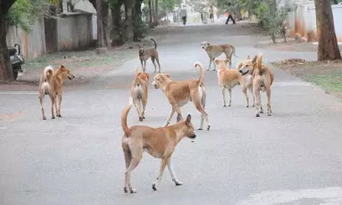 आवारा कुत्तों को शेल्टर भेजा जाएगा: नगर आयुक्त