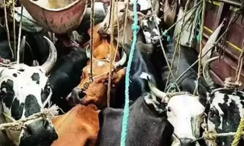 Police ने बथिंडी में मवेशियों की तस्करी की कोशिश नाकाम की
