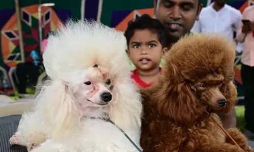 TN: चेन्नई में लगभग एक लाख पालतू कुत्ते रजिस्टर्ड TN: चेन्नई में लगभग एक लाख पालतू कुत्ते रजिस्टर्ड