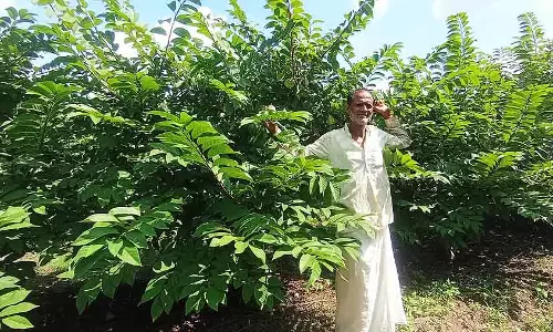Sonia Nagar : गोल्डन सीताफल से होती है अच्छी कमाई
