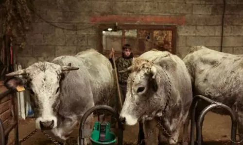 French सरकार लंपी स्किन बीमारी के खिलाफ 10 लाख मवेशियों को टीका लगाएगी