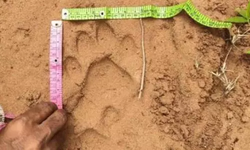 Mancherial: ग्रामीणों से सोशल मीडिया पर शेयर करने से पहले पगमार्क की पुष्टि करने का आग्रह किया गया
