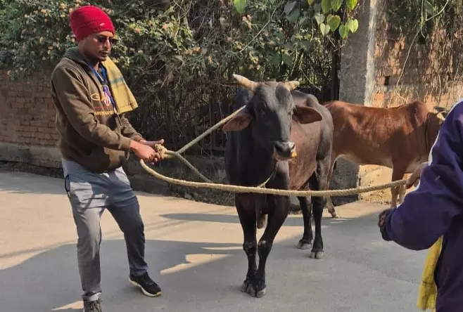 आक्रामक मवेशी ने सुन्दर नगर में मचाया उत्पात, निगम ने की धरपकड़ की कार्रवाई आक्रामक मवेशी ने सुन्दर नगर में मचाया उत्पात, निगम ने की धरपकड़ की कार्रवाई