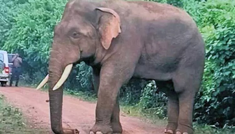 सबसे पुराने हाथी Ramu के अवशेषों को वैज्ञानिक संरक्षण के लिए आज निकाला जाएगा सबसे पुराने हाथी Ramu के अवशेषों को वैज्ञानिक संरक्षण के लिए आज निकाला जाएगा