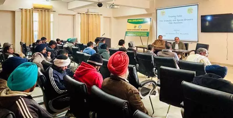 PAU के मसाला उत्पादक क्लब के लिए ट्रेनिंग कैंप का आयोजन किया गया PAU के मसाला उत्पादक क्लब के लिए ट्रेनिंग कैंप का आयोजन किया गया
