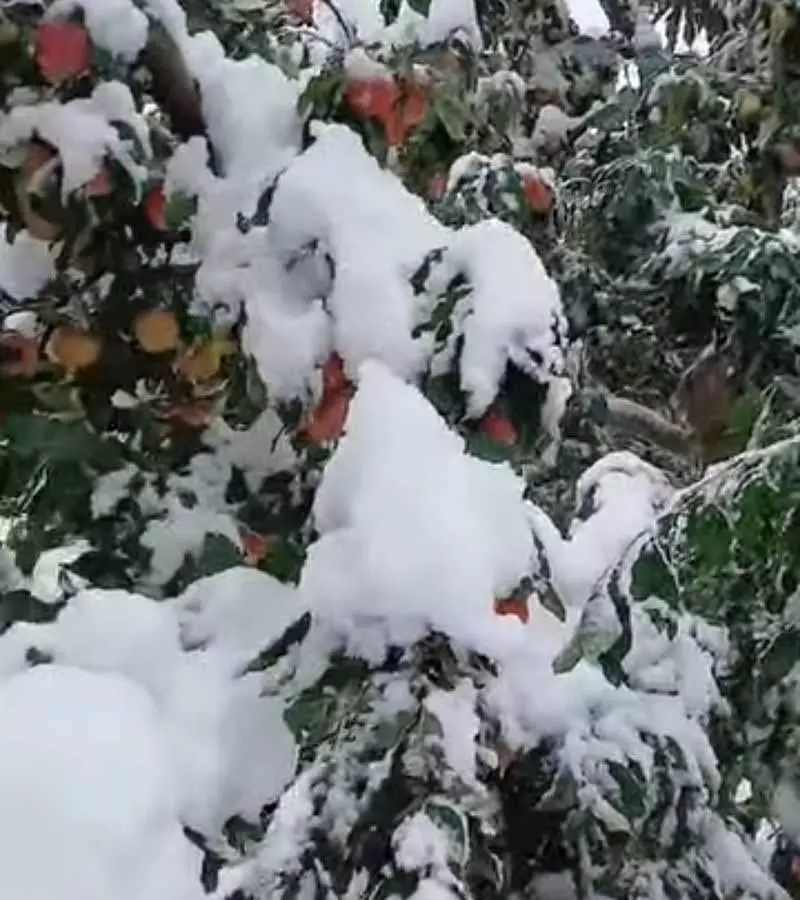 वीकेंड पर Himachal के ऊंचे इलाकों में हल्की बर्फबारी होने की संभावना है वीकेंड पर Himachal के ऊंचे इलाकों में हल्की बर्फबारी होने की संभावना है