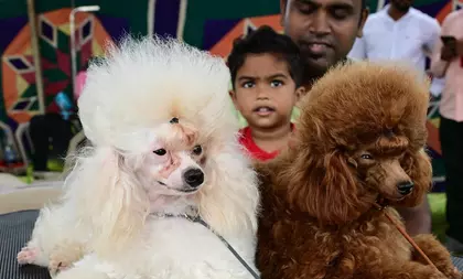 TN: चेन्नई में लगभग एक लाख पालतू कुत्ते रजिस्टर्ड TN: चेन्नई में लगभग एक लाख पालतू कुत्ते रजिस्टर्ड