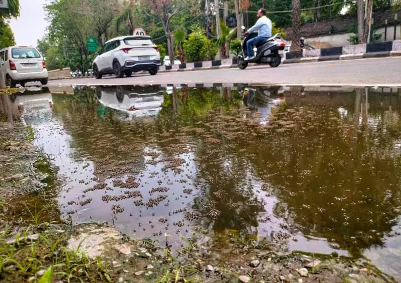 इस साल Mohali में डेंगू के मामलों में 85% की गिरावट आई है इस साल Mohali में डेंगू के मामलों में 85% की गिरावट आई है