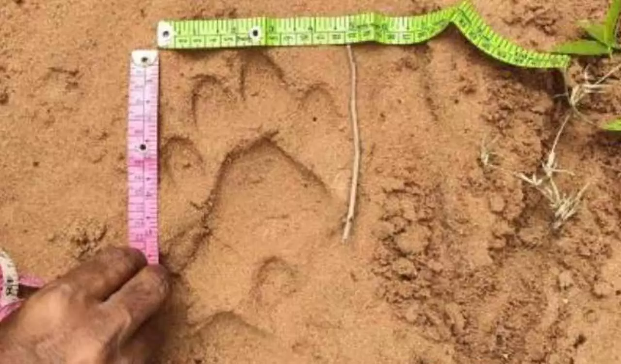 Mancherial: ग्रामीणों से सोशल मीडिया पर शेयर करने से पहले पगमार्क की पुष्टि करने का आग्रह किया गया Mancherial: ग्रामीणों से सोशल मीडिया पर शेयर करने से पहले पगमार्क की पुष्टि करने का आग्रह किया गया