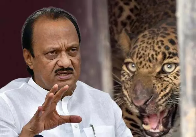 Ajit Pawar ने वन मंत्री के तेंदुए को लेकर उठाए गए कदमों का मज़ाक उड़ाया, बकरी छोड़ने को हास्यास्पद बताया Ajit Pawar ने वन मंत्री के तेंदुए को लेकर उठाए गए कदमों का मज़ाक उड़ाया, बकरी छोड़ने को हास्यास्पद बताया