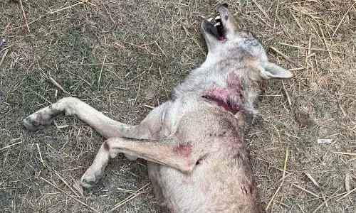 आदमखोर भेड़िया को वन विभाग ने किया ढेर, ग्रामीणों ने ली राहत की साँस आदमखोर भेड़िया को वन विभाग ने किया ढेर, ग्रामीणों ने ली राहत की साँस