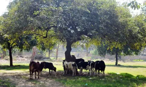 कलानौर में आवारा सांड के हमले में एक की मौत, बुजुर्ग महिला घायल