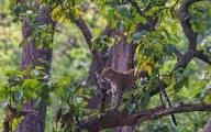 Wildbuzz: पेड़ में एक टेबल की कहानी