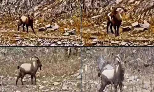 Gurez में संकट के करीब एशियाई आइबेक्स का दिखना स्वस्थ प्रजनन और आवास का संकेत Gurez में संकट के करीब एशियाई आइबेक्स का दिखना स्वस्थ प्रजनन और आवास का संकेत