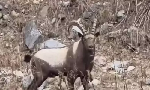 Srinagar: गुरेज में मार्खोर देखा गया Srinagar: गुरेज में मार्खोर देखा गया
