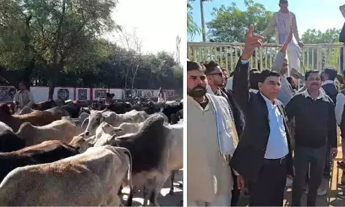 Sheopur में कांग्रेस का जोरदार विरोध प्रदर्शन, 1,000 गायों के साथ पहुंचे नेता