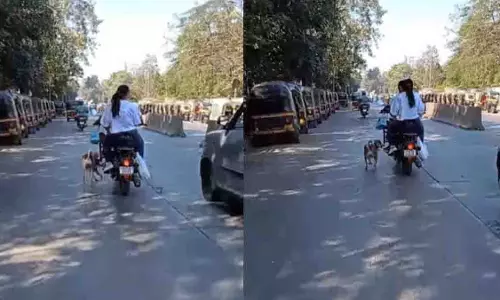 पालतू कुत्ते पर यातना का वायरल वीडियो, Kandivali में लोगों में आक्रोश पालतू कुत्ते पर यातना का वायरल वीडियो, Kandivali में लोगों में आक्रोश