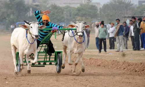Chandigarh: कबड्डी टूर्नामेंट के दूसरे दिन बैलगाड़ी दौड़ देखने के लिए भीड़ उमड़ी Chandigarh: कबड्डी टूर्नामेंट के दूसरे दिन बैलगाड़ी दौड़ देखने के लिए भीड़ उमड़ी