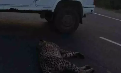 Gwalior हाईवे पर चीते की मौत के मामले में कार ज़ब्त Gwalior हाईवे पर चीते की मौत के मामले में कार ज़ब्त