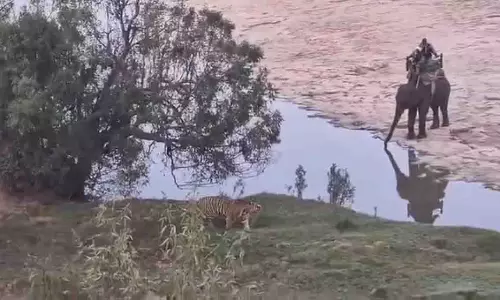 Panna टाइगर रिज़र्व में मंत्री सफारी विवाद, बाघों को हाथियों से घेरा गया