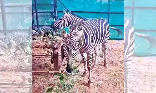 Hyderabad चिड़ियाघर में वंतारा से दो और ज़ेबरा आए हैं