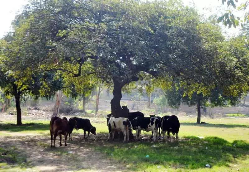 कलानौर में आवारा सांड के हमले में एक की मौत, बुजुर्ग महिला घायल कलानौर में आवारा सांड के हमले में एक की मौत, बुजुर्ग महिला घायल