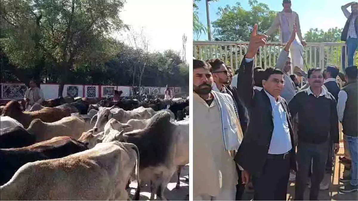 Sheopur में कांग्रेस का जोरदार विरोध प्रदर्शन, 1,000 गायों के साथ पहुंचे नेता Sheopur में कांग्रेस का जोरदार विरोध प्रदर्शन, 1,000 गायों के साथ पहुंचे नेता