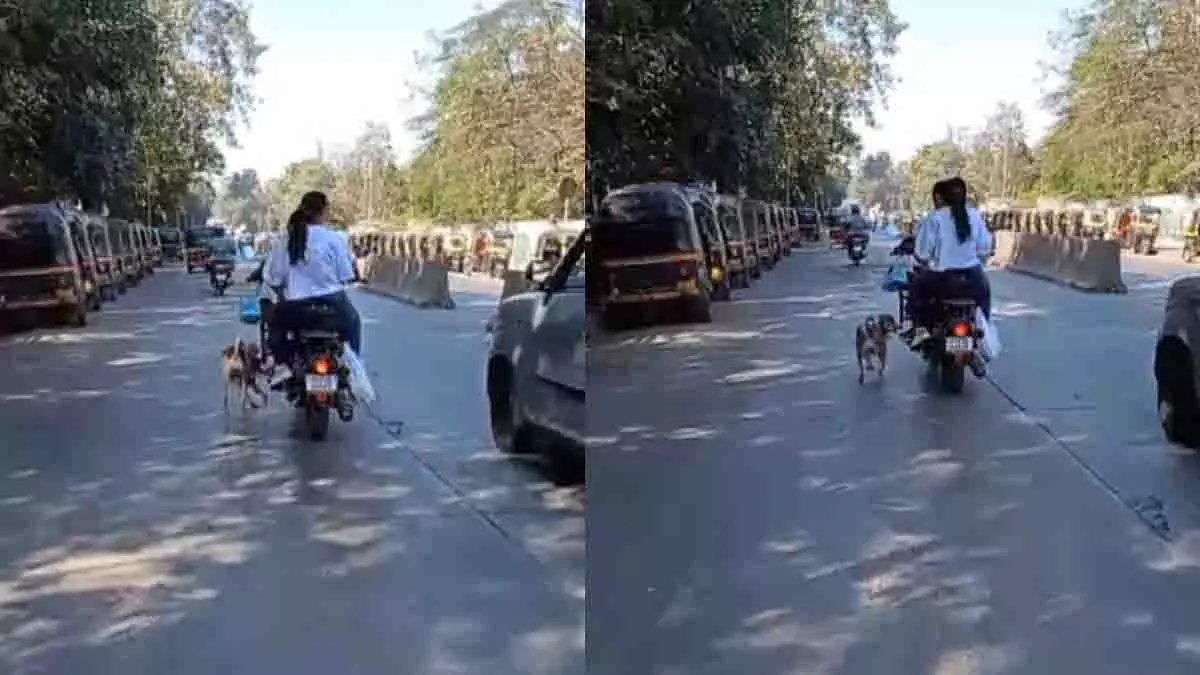 पालतू कुत्ते पर यातना का वायरल वीडियो, Kandivali में लोगों में आक्रोश पालतू कुत्ते पर यातना का वायरल वीडियो, Kandivali में लोगों में आक्रोश
