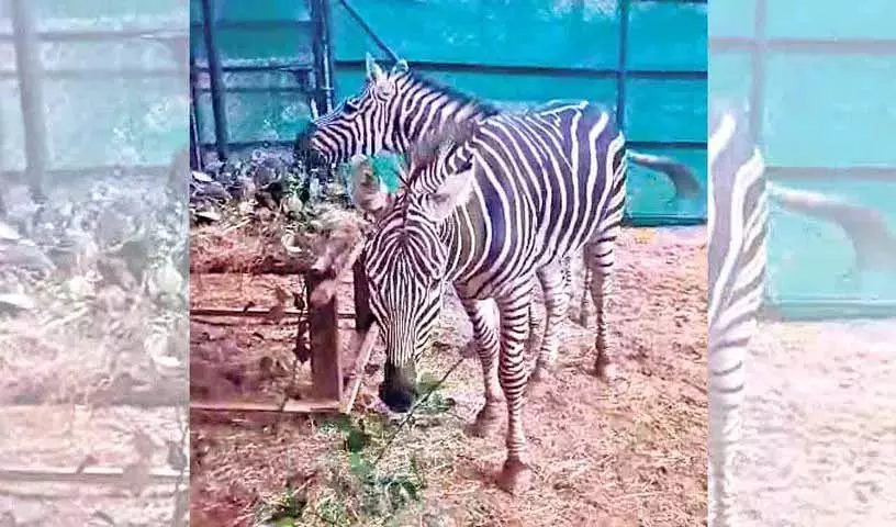 Hyderabad चिड़ियाघर में वंतारा से दो और ज़ेबरा आए हैं Hyderabad चिड़ियाघर में वंतारा से दो और ज़ेबरा आए हैं